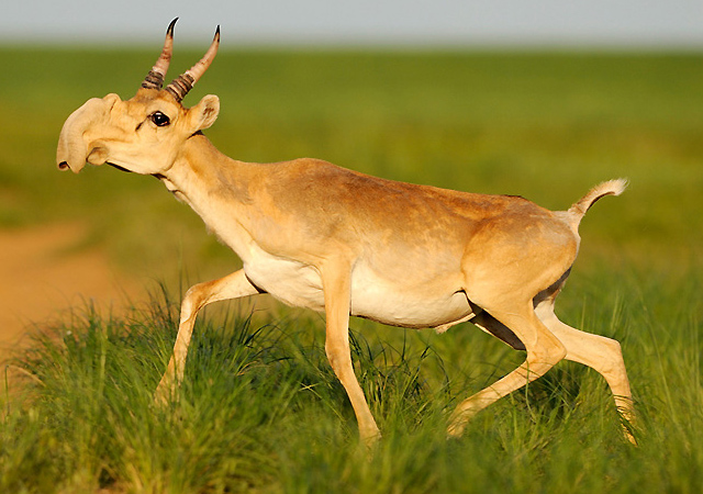 El saiga, mamífero que habita en las estepas de Asia Central. (c) Igor Shpilenov Saiga