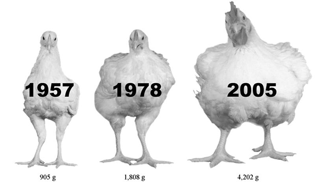 Resultado de imagen para pollos evolucion