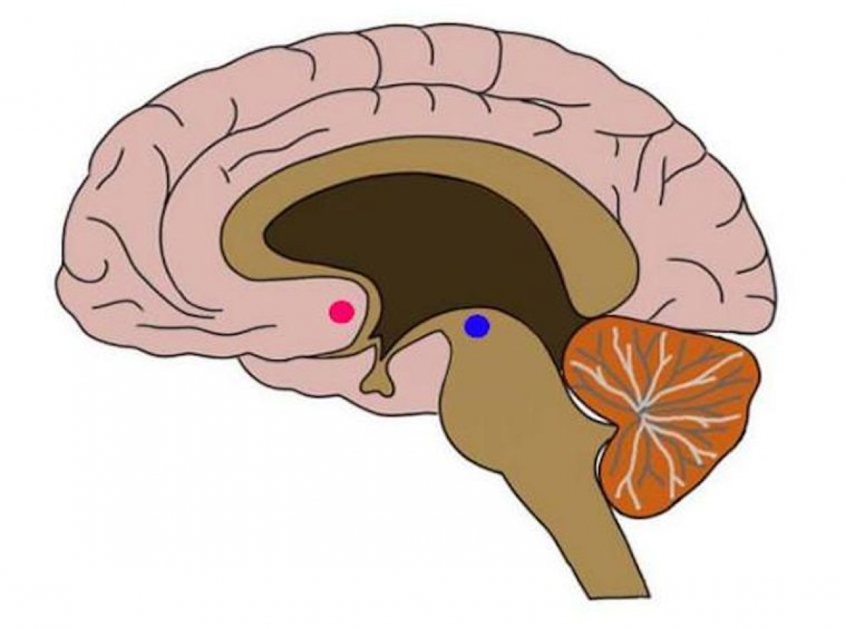 Uso habitual de Facebook ligado a una reducción de materia gris en el encéfalo
