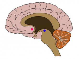 Uso habitual de Facebook ligado a una reducción de materia gris en el encéfalo