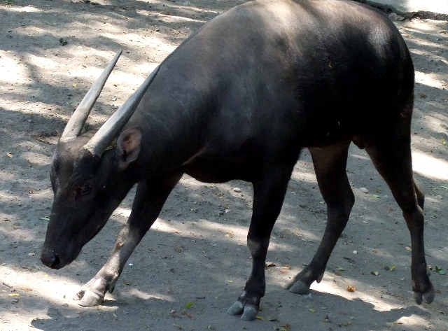 El anoa, Bubalus depressicornis