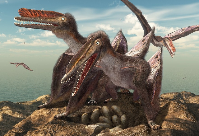 Hamipterus tianshanensis en su nido