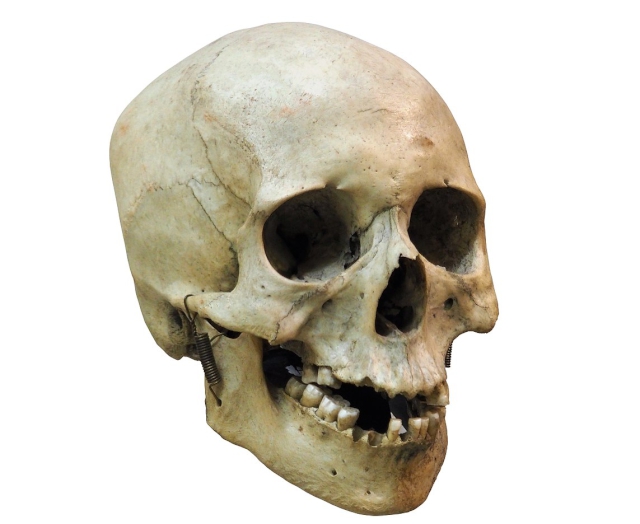 Cráneo de Homo sapiens