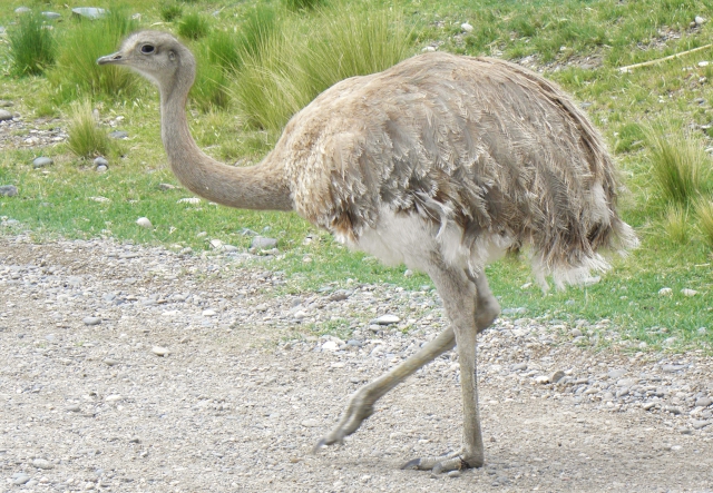 Rhea pennata o ñandú de Darwin