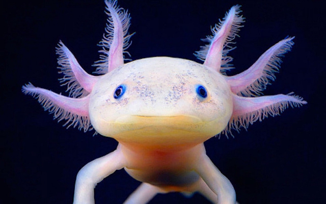 Axolotl de acuario