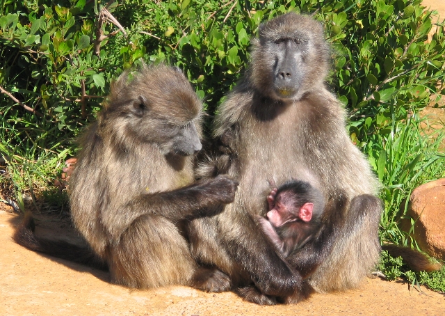 Familia de babuinos Papio ursinus