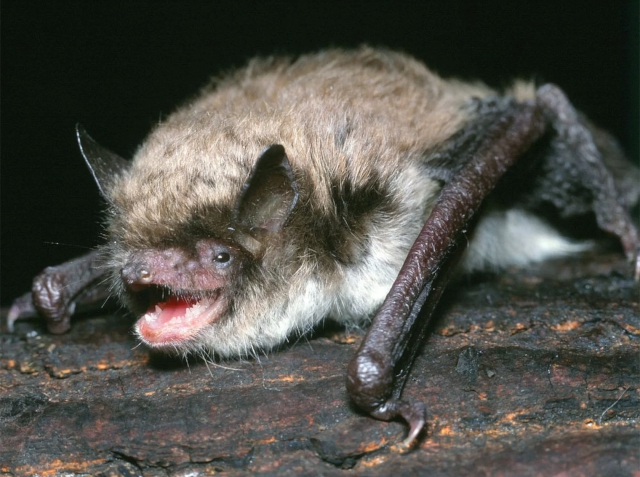 Murciélago de Brandt, la especie más longeva