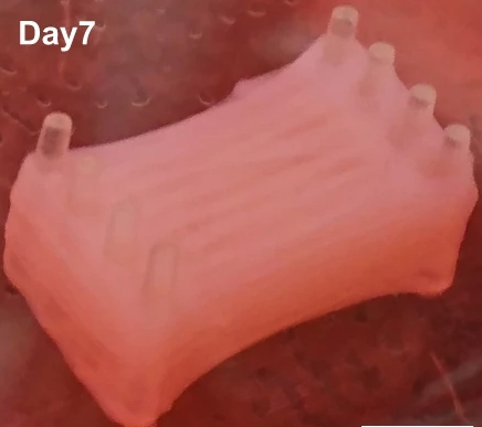 Carne sintética tras siete días de cultivo