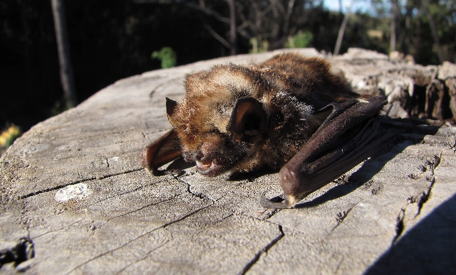La destrucción del ambiente y la biodiversidad