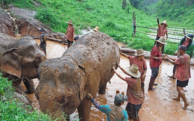 Mahouts de la etnia Karen con sus elefantes