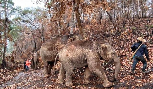 Migración de elefantes desempleados en Tailandia