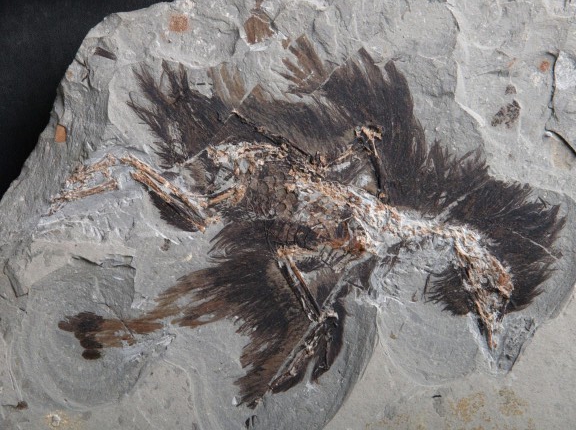 Fósil de Eoconfuciusornis hallado en China. Ave que existió hace 131 millones de años