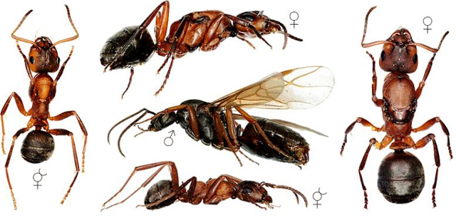 Formica sanguinea, reina, obrera y macho