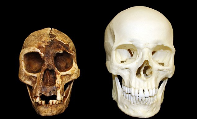 Cráneos de H. floresiensis y H. sapiens