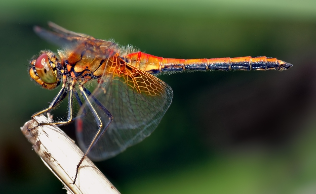 Sympetrum flaveolum, libélula de 4 cm de largo