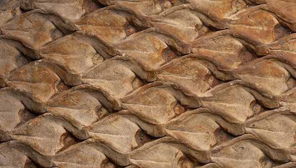 Fósil estampado por una sección de corteza de Lepidodendron, hallado en rocas del Pensilvánico en Ohio