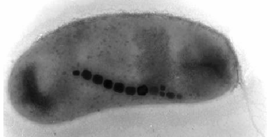 Magnetosoma, organelo de un magnetococo que funciona a la manera de una brújula