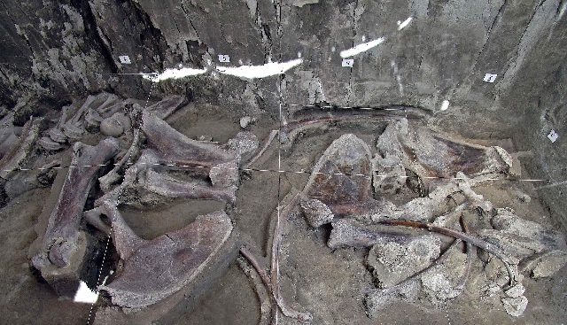 Restos fosilizados de mamut en la fosa de Tultepec