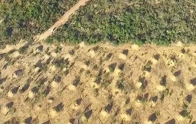 Vista aérea de la región, zonas deforestada y virgen