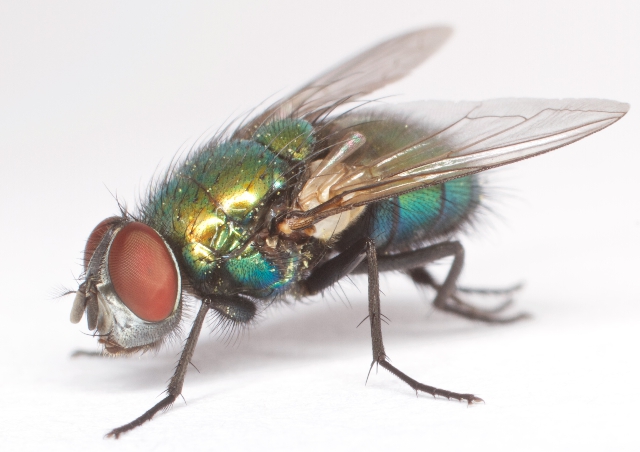 El moscardón, Calliphoridae, la mosca azul
