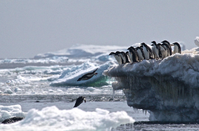 El pingüino adelaida es una de las dos especies endémicas de la Antártida