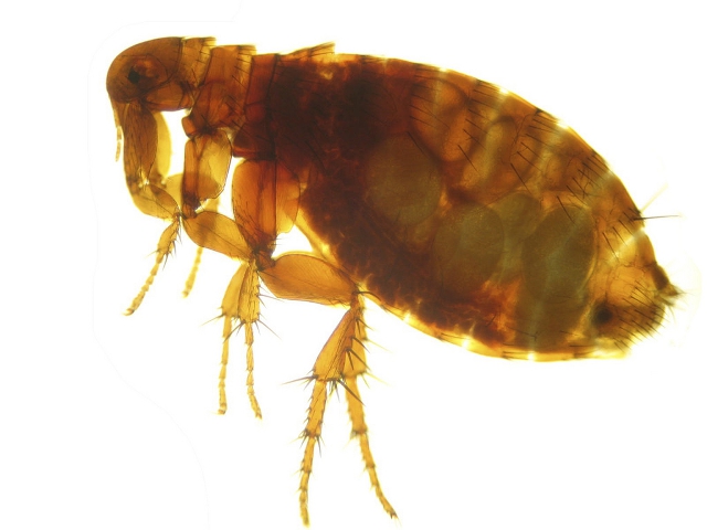 El vector de Y. pestis, la pulga común