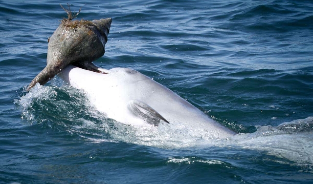 Shelling por delfín nariz de botella en las costas de Australia