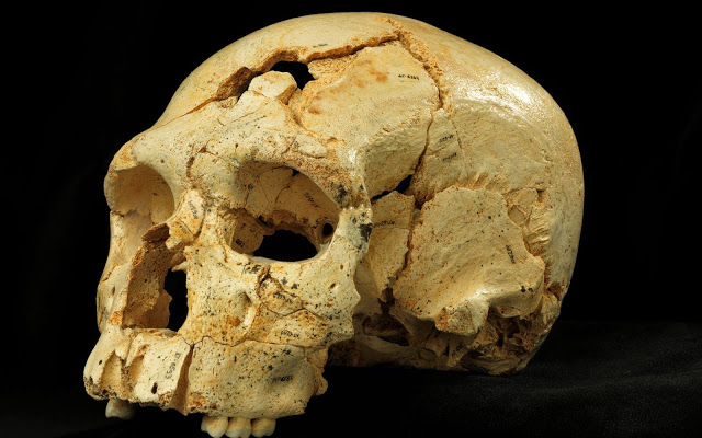 Cráneo de neandertal