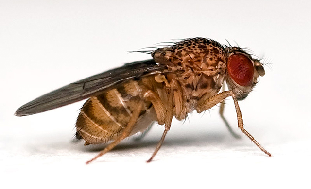 Drosophila