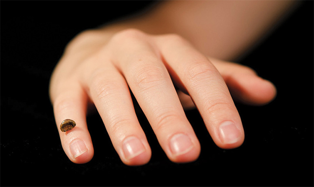 Fósil de una falange