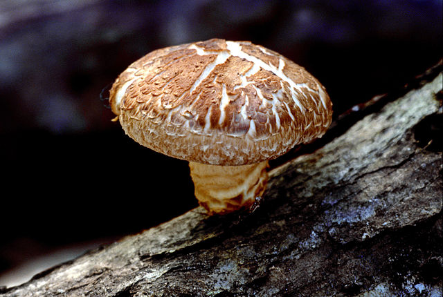 Hongo shiitake