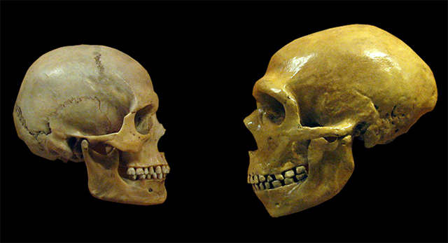 Neandertal y sapiens