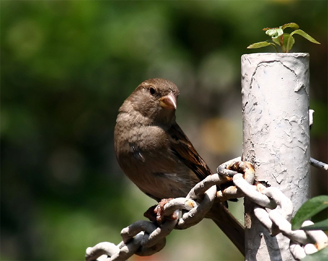 Passer domesticus hembra