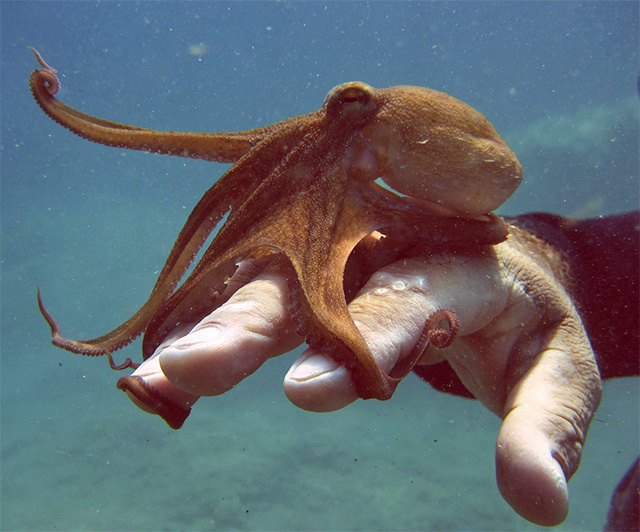 Pulpo y mano
