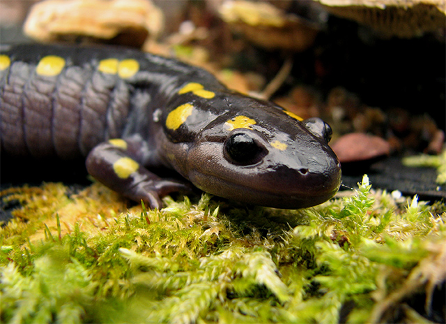 Salamandra Ambystoma maculatum