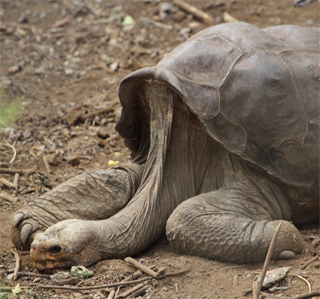Solitario George a pocas semanas de su muerte