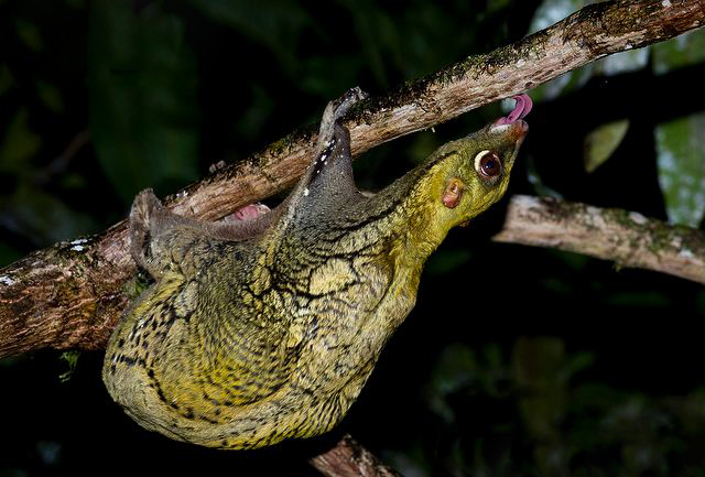 Colugo