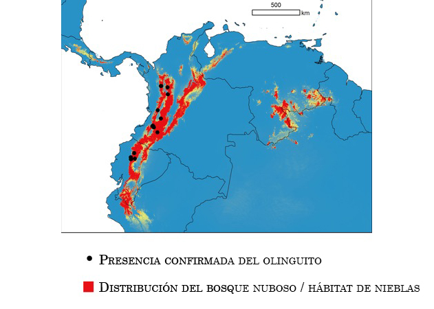 distribución del olinguito