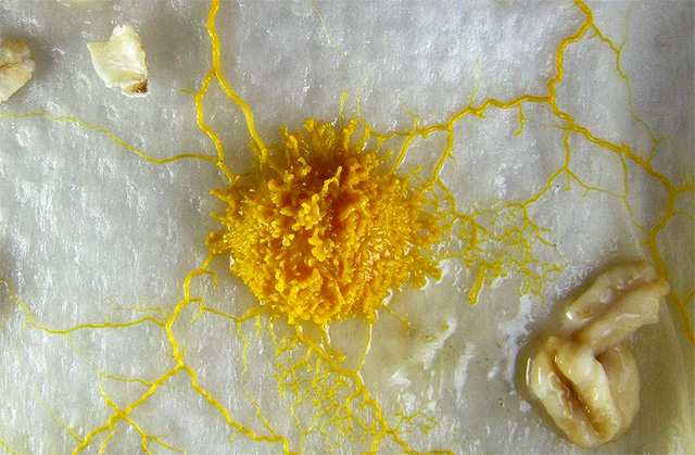 moho mucilaginoso avena