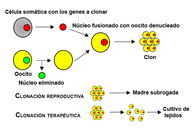 Diagrama de tipos de clonación