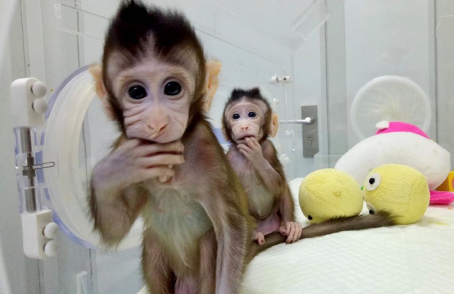 Zhong Zhong y Hua Hua