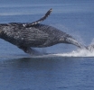 La increíble ballena jorobada