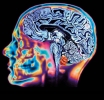 El cerebro durante la muerte