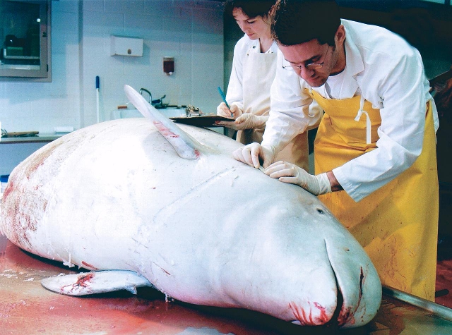 Beluga hembra hallada muerta en la bahía de Saint Lawrence Beluga hembra hallada muerta en la bahía de Saint Lawrence