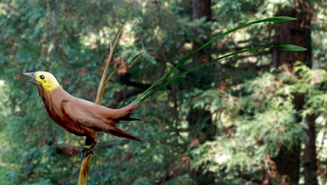 Restauración artística de la apariencia del Eoconfuciusornis, realizada antes de la publicación de este estudio Restauración artística de la apariencia del Eoconfuciusornis, realizada antes de la publicación de este estudio