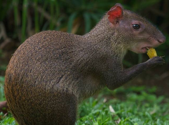 El agutí, roedor de América Central y platillo favorito de Charles Darwin El agutí, roedor de América Central y platillo favorito de Charles Darwin