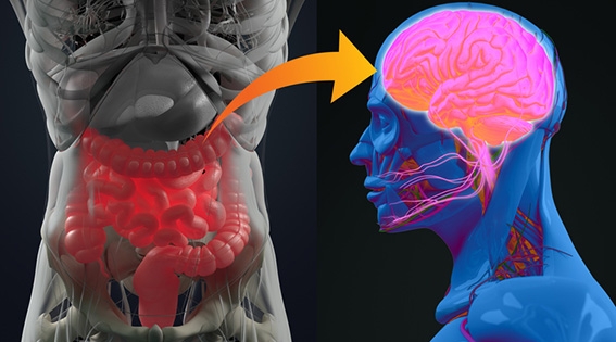 Correlación entre el microbioma y Alzheimer