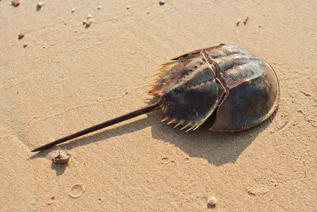 El cangrejo de herradura, L. polyphemus