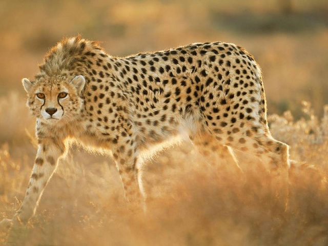 Acinonyx jubatus Acinonyx jubatus