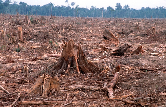 Las devastaciones de la deforestación Las devastaciones de la deforestación